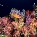grouper_coral_hm_lan_h_0363_tha5815.jpg